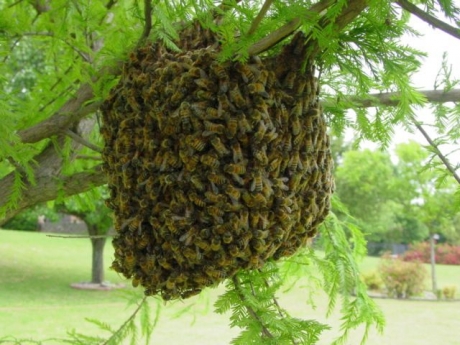 Bee and Hive Removal