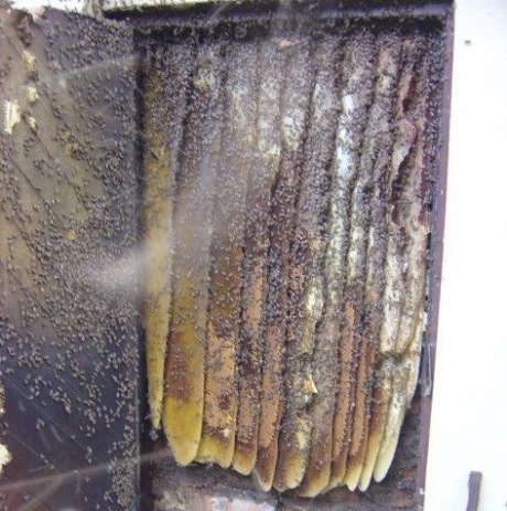 Bee Hive Removal