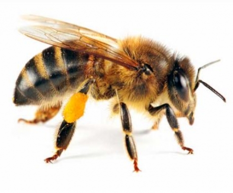 Bee Removal Service